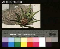 藏品(日治台灣果物鳳梨明信片)的圖片